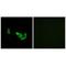 Dopachrome Tautomerase antibody, A01830, Boster Biological Technology, Immunohistochemistry frozen image 