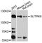 SLIT And NTRK Like Family Member 6 antibody, abx002537, Abbexa, Western Blot image 
