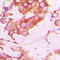 Epsin 2 antibody, abx133080, Abbexa, Western Blot image 