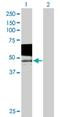 Pregnancy Specific Beta-1-Glycoprotein 9 antibody, H00005678-B01P, Novus Biologicals, Western Blot image 