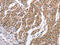 Gem Nuclear Organelle Associated Protein 2 antibody, CSB-PA871262, Cusabio, Immunohistochemistry frozen image 