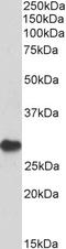 hPD-1 antibody, TA303025, Origene, Western Blot image 