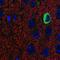 Nitric Oxide Synthase 1 antibody, 75-480, Antibodies Incorporated, Immunofluorescence image 