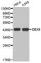 Chromobox 8 antibody, STJ22923, St John