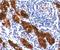 Thyroglobulin antibody, orb385768, Biorbyt, Immunohistochemistry paraffin image 