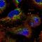 Pentatricopeptide Repeat Domain 3 antibody, PA5-59455, Invitrogen Antibodies, Immunofluorescence image 