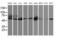 Osm antibody, MA5-25669, Invitrogen Antibodies, Western Blot image 