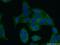 Leucine Rich Repeat Containing 8 VRAC Subunit D antibody, 11537-1-AP, Proteintech Group, Immunofluorescence image 
