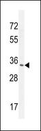 Ribonuclease T2 antibody, LS-C162673, Lifespan Biosciences, Western Blot image 
