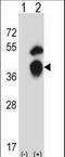 General Transcription Factor IIB antibody, LS-C166723, Lifespan Biosciences, Western Blot image 