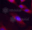 p65 antibody, AP0124, ABclonal Technology, Immunofluorescence image 