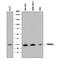 Proteasome subunit alpha type-2 antibody, MAB7639, R&D Systems, Western Blot image 