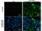 Ebola virus antibody, GTX134032, GeneTex, Immunofluorescence image 