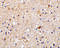 Brain Expressed X-Linked 3 antibody, 3359, ProSci, Immunohistochemistry frozen image 