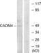 Cell Adhesion Molecule 4 antibody, LS-B7678, Lifespan Biosciences, Western Blot image 