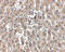 Low Density Lipoprotein Receptor antibody, 5163, ProSci, Immunohistochemistry frozen image 