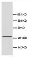 High Mobility Group Box 4 antibody, AP23252PU-N, Origene, Western Blot image 