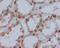 Y-Box Binding Protein 1 antibody, M01054, Boster Biological Technology, Immunohistochemistry frozen image 
