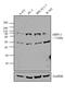TNFAIP3 Interacting Protein 1 antibody, 37-6100, Invitrogen Antibodies, Western Blot image 