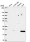 Cyclin Dependent Kinase Inhibitor 1B antibody, HPA059086, Atlas Antibodies, Western Blot image 