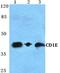 CD1e Molecule antibody, PA5-36932, Invitrogen Antibodies, Western Blot image 