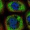 Galectin 9B antibody, NBP2-33473, Novus Biologicals, Immunofluorescence image 
