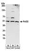 DNA Polymerase Delta 2, Accessory Subunit antibody, A304-322A, Bethyl Labs, Western Blot image 