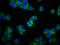 Immunoglobulin Heavy Constant Alpha 2 (A2m Marker) antibody, LS-C680637, Lifespan Biosciences, Immunofluorescence image 