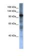 SWI/SNF Related, Matrix Associated, Actin Dependent Regulator Of Chromatin, Subfamily A Like 1 antibody, orb329772, Biorbyt, Western Blot image 