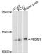 Prefoldin subunit 1 antibody, A8681, ABclonal Technology, Western Blot image 