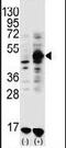 Growth Differentiation Factor 9 antibody, PA5-11937, Invitrogen Antibodies, Western Blot image 