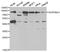 Serpin Family G Member 1 antibody, A01221-1, Boster Biological Technology, Western Blot image 