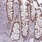 Anoctamin 8 antibody, NBP2-14673, Novus Biologicals, Immunohistochemistry frozen image 