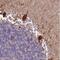 Sodium/potassium/calcium exchanger 3 antibody, NBP2-30392, Novus Biologicals, Immunohistochemistry paraffin image 