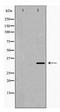 HSP32 antibody, TA348005, Origene, Western Blot image 