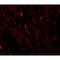 TSC22 Domain Family Member 3 antibody, MBS153525, MyBioSource, Immunofluorescence image 