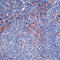 Alpha-1-antitrypsin antibody, LS-C88736, Lifespan Biosciences, Immunohistochemistry frozen image 