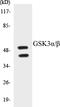 Glycogen Synthase Kinase 3 Alpha antibody, EKC1254, Boster Biological Technology, Western Blot image 