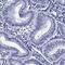 Spermatogenesis Associated 19 antibody, PA5-59058, Invitrogen Antibodies, Immunohistochemistry frozen image 