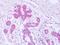 Syntenin antibody, orb96320, Biorbyt, Immunohistochemistry paraffin image 