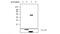 Protein Tyrosine Phosphatase Non-Receptor Type 14 antibody, MA5-17244, Invitrogen Antibodies, Western Blot image 