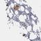 Canopy FGF Signaling Regulator 4 antibody, HPA025240, Atlas Antibodies, Immunohistochemistry frozen image 
