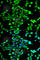 Annexin A2 antibody, A1572, ABclonal Technology, Immunofluorescence image 