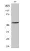 NFIL3 antibody, STJ92812, St John