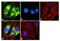 Peroxisome Proliferator Activated Receptor Alpha antibody, GTX12412, GeneTex, Immunocytochemistry image 
