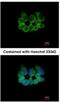 Ribosomal Protein L8 antibody, NBP2-20218, Novus Biologicals, Immunocytochemistry image 