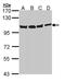 Valosin Containing Protein antibody, orb73812, Biorbyt, Western Blot image 