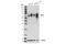 Mi antibody, 97800S, Cell Signaling Technology, Western Blot image 