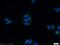 Interleukin 1 Beta antibody, 16806-1-AP, Proteintech Group, Immunofluorescence image 