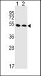 Solute Carrier Family 47 Member 1 antibody, PA5-25272, Invitrogen Antibodies, Western Blot image 
